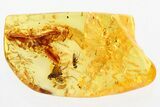 Detailed Fossil Flies (Dolichopodidae) In Baltic Amber #328176-1